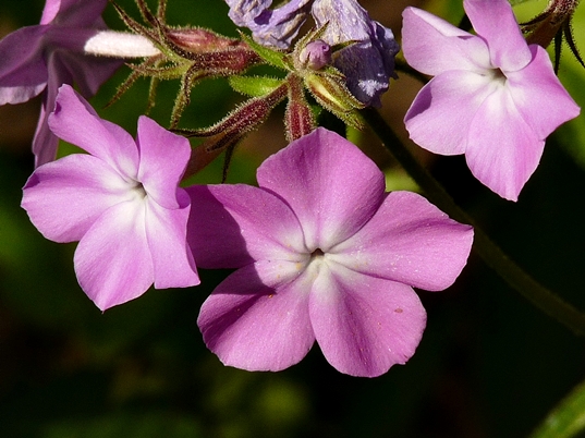 {Phlox pilosa}
